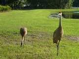 Bird Feeders Bradenton photos Bird Feeders Bradenton photos