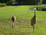 Bird Feeders Bradenton photos