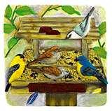 images of Bird Feeder Varieties images of Bird Feeder Varieties