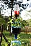 photos of Bird Feeders Bangalore