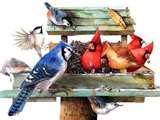 Bird Feeder Varieties pictures Bird Feeder Varieties pictures