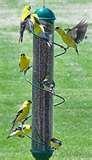 images of Bird Feeder Icon images of Bird Feeder Icon