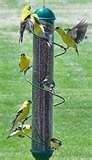 images of Bird Feeder Icon