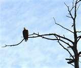 photos of Bird Feeders Bradenton