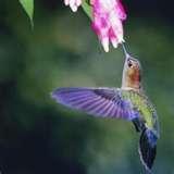 Bird Feeder Varieties Bird Feeder Varieties