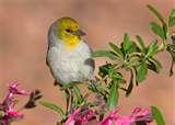 Bird Feeders Tucson Arizona photos