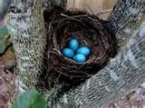 images of Bird Feeders Oregon images of Bird Feeders Oregon