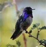photos of Are Bird Feeders Good For Birds photos of Are Bird Feeders Good For Birds