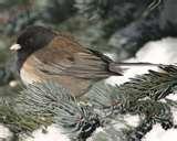 images of Bird Feeders Oregon images of Bird Feeders Oregon