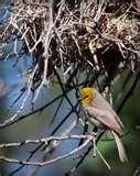 Bird Feeders Tucson Arizona pictures