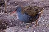 Are Bird Feeders Good For Birds pictures Are Bird Feeders Good For Birds pictures