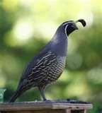 photos of Bird Feeders Oregon photos of Bird Feeders Oregon