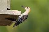 images of Are Bird Feeders Good For Birds