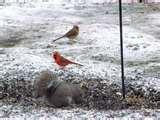pictures of Bird Feeders Shop pictures of Bird Feeders Shop