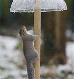 images of Bird Feeder Against Squirrels