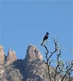 images of Bird Feeders Tucson Arizona