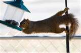 pictures of Bird Feeder Against Squirrels pictures of Bird Feeder Against Squirrels