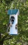 Bird Feeder Against Squirrels pictures