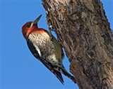Bird Feeders Tucson Arizona pictures Bird Feeders Tucson Arizona pictures