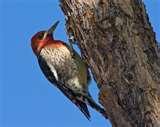 Bird Feeders Tucson Arizona pictures