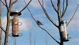 photos of Are Bird Feeders Good For Birds photos of Are Bird Feeders Good For Birds