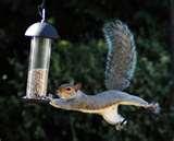 images of Bird Feeder Against Squirrels