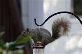 pictures of Bird Feeder Circuit pictures of Bird Feeder Circuit