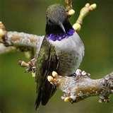 Bird Feeders Oregon Bird Feeders Oregon