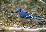 images of Bird Feeders National Geographic