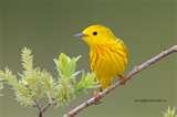 images of Bird Feeders Alberta