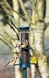 Bird Feeders Nyjer pictures