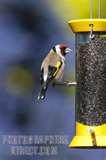 Bird Feeder Niger Uk pictures Bird Feeder Niger Uk pictures