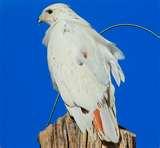 pictures of Bird Feeders Kingston Ontario