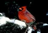 images of Bird Feeders National Geographic images of Bird Feeders National Geographic