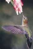 images of Bird Feeders Hummingbird Feeders