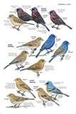 photos of Bird Feeders National Geographic