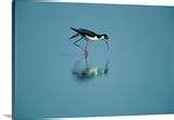 Bird Feeders National Geographic Bird Feeders National Geographic