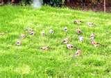 Bird Feeder Niger Uk photos Bird Feeder Niger Uk photos