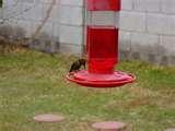 Bird Feeder Phoenix pictures