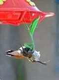 photos of Bird Feeders National Geographic