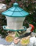 Bird Feeders National Geographic images