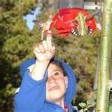 pictures of Bird Feeder Faq