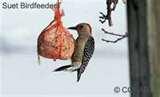 Do Caged Bird Feeders Work