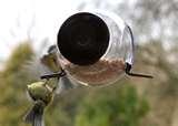 photos of Window Bird Feeder Uk photos of Window Bird Feeder Uk
