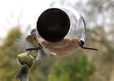 photos of Window Bird Feeder Uk