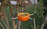 Best Bird Feeder Ever pictures Best Bird Feeder Ever pictures