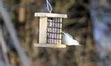 Do Caged Bird Feeders Work photos