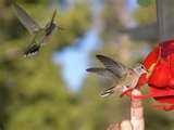Bird Feeder Faq Bird Feeder Faq