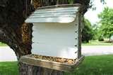 pictures of Bird Feeder Glue pictures of Bird Feeder Glue