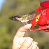 Bird Feeder Faq photos Bird Feeder Faq photos